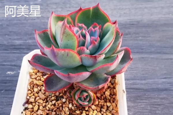 景天科多肉植物的种类，常见八宝景天、月兔耳、姬星美人等品种