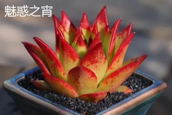 景天科多肉植物的种类，常见八宝景天、月兔耳、姬星美人等品种