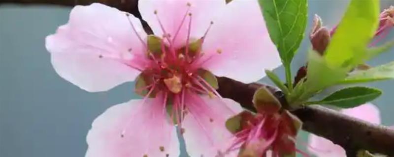 三月花有哪些品种,有桃花、樱花和茶花等