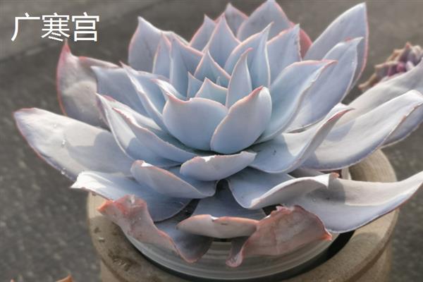 景天科多肉植物的种类，常见八宝景天、月兔耳、姬星美人等品种