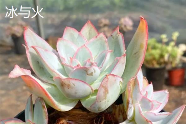 景天科多肉植物的种类，常见八宝景天、月兔耳、姬星美人等品种