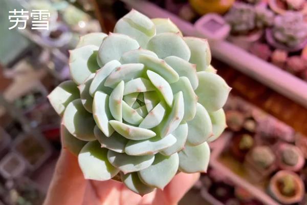 景天科多肉植物的种类，常见八宝景天、月兔耳、姬星美人等品种