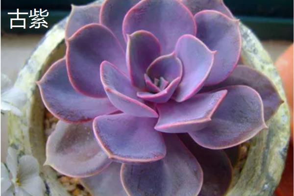 景天科多肉植物的种类，常见八宝景天、月兔耳、姬星美人等品种