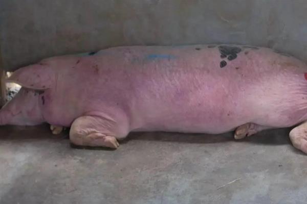 猪血虫病怎么治疗，注射贝尼尔等药物具有疗效