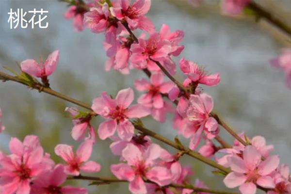 三月花有哪些品种，有桃花、樱花和茶花等