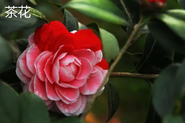 三月花有哪些品种，有桃花、樱花和茶花等