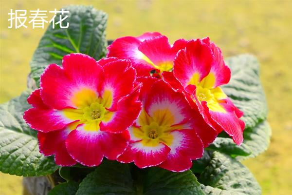 三月花有哪些品种，有桃花、樱花和茶花等