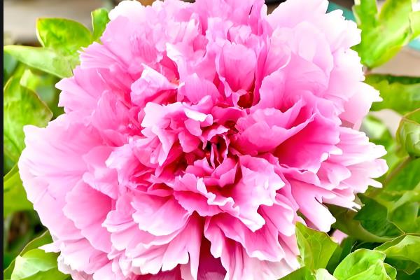 牡丹花什么时候开花，其花期在每年的五月份