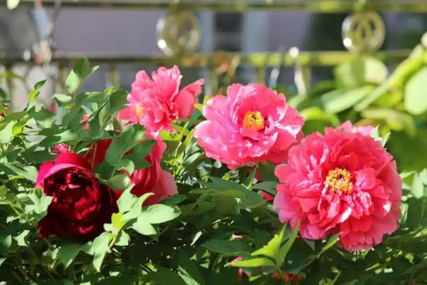 牡丹花什么时候开花，其花期在每年的五月份