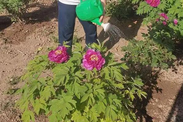 牡丹花什么时候开花，其花期在每年的五月份
