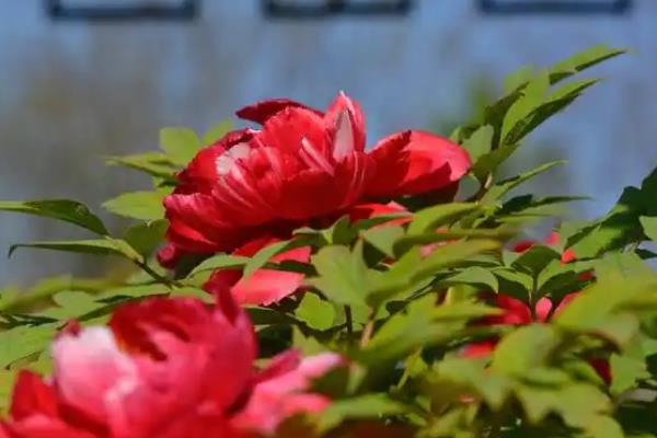 牡丹花什么时候开花，其花期在每年的五月份
