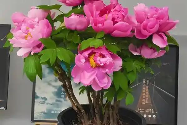 牡丹花什么时候开花，其花期在每年的五月份