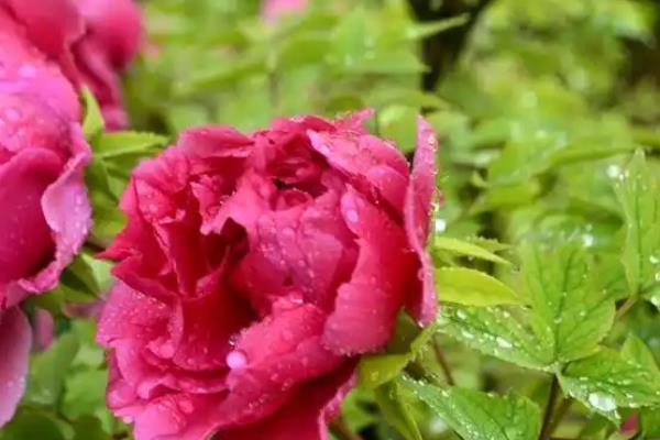 牡丹花什么时候开花，其花期在每年的五月份