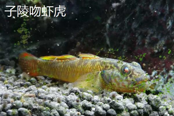 虾虎鱼的产地，主要集中在印度西太平洋暖水区域