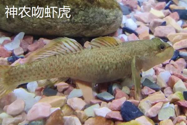 虾虎鱼的产地，主要集中在印度西太平洋暖水区域