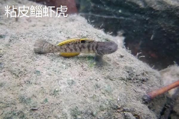 虾虎鱼的产地，主要集中在印度西太平洋暖水区域