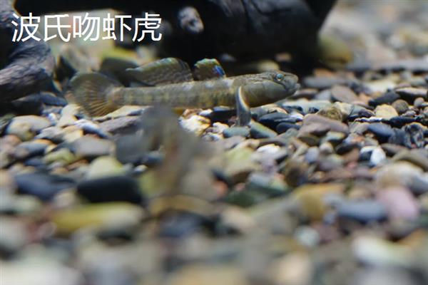 虾虎鱼的产地，主要集中在印度西太平洋暖水区域