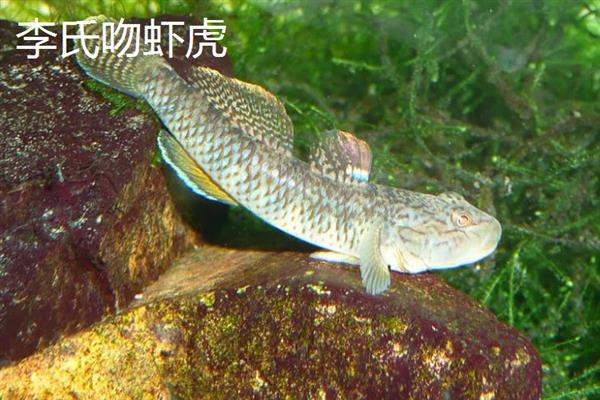 虾虎鱼的产地，主要集中在印度西太平洋暖水区域