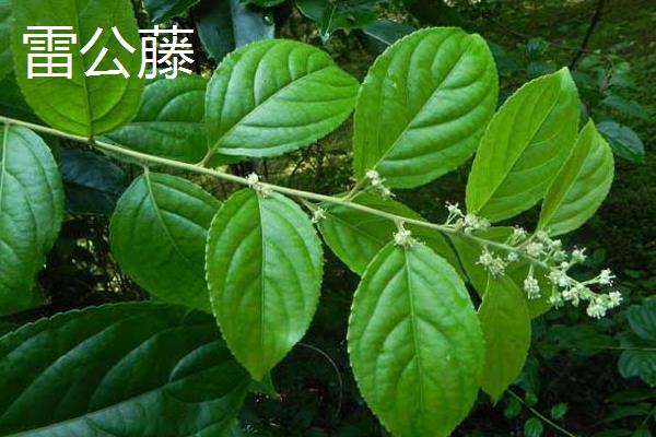 断肠草简介，是多种草本植物或藤本植物的别称