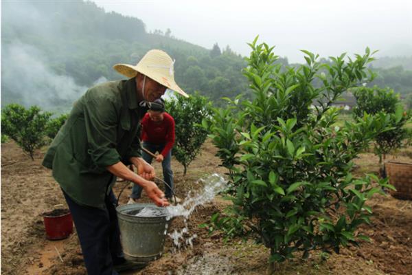 桔子树的种植方法，可种子种植也可枝条扦插繁殖