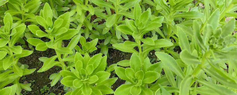 救心菜什么时间种植好，一年四季均可