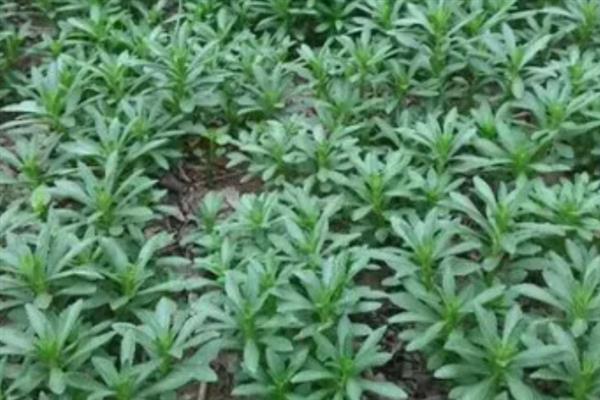 救心菜什么时间种植好，一年四季均可