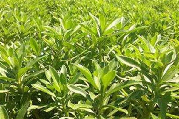 救心菜什么时间种植好，一年四季均可