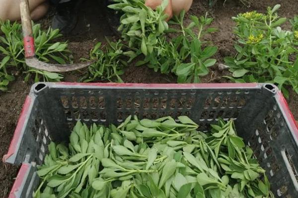 救心菜什么时间种植好，一年四季均可