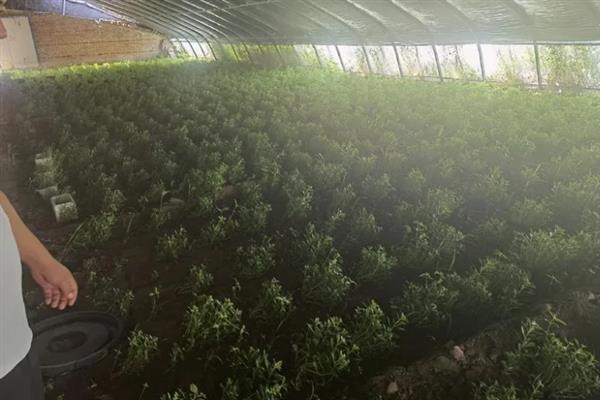 救心菜什么时间种植好，一年四季均可