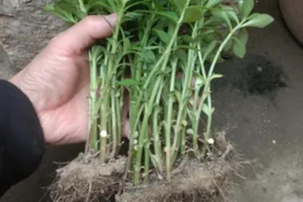 救心菜什么时间种植好，一年四季均可