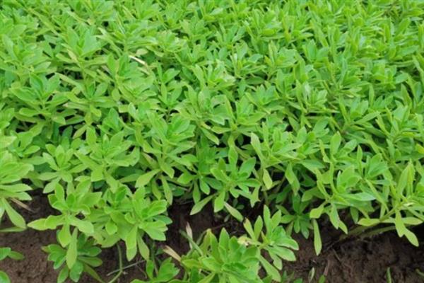 救心菜什么时间种植好，一年四季均可