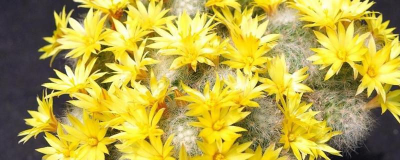 芳香丸仙人球的养殖方法，需缓盆1-2周后再栽培