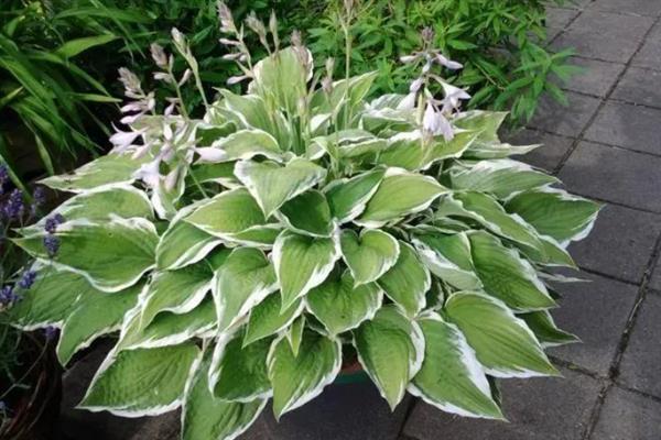 玉簪花的花朵形状，形状近似长状喇叭