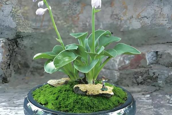 玉簪花的花朵形状，形状近似长状喇叭
