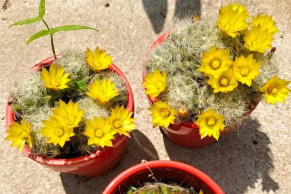 芳香丸仙人球的养殖方法，需缓盆1-2周后再栽培