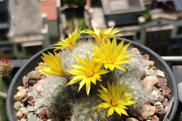 芳香丸仙人球的养殖方法，需缓盆1-2周后再栽培