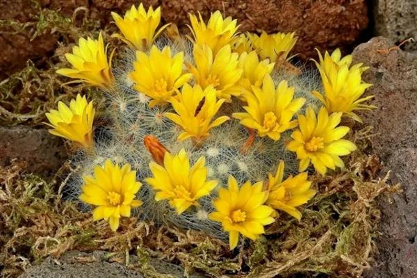 芳香丸仙人球的养殖方法，需缓盆1-2周后再栽培