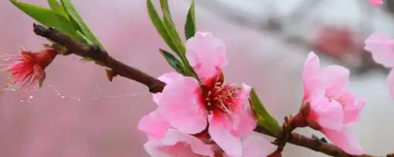 桃花的花朵和叶片哪个先出现，花期过半或即将结束时才会长叶