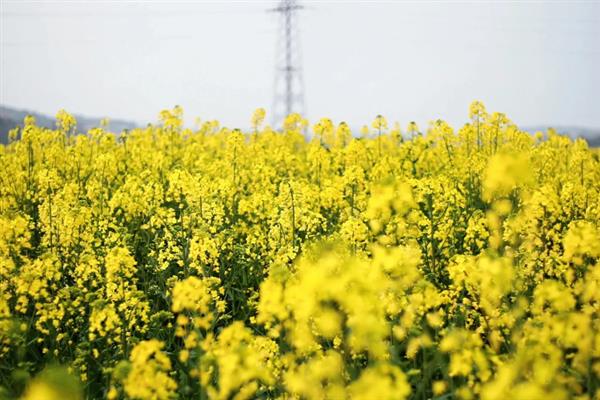 油菜花有什么寓意，代表坚守、无私