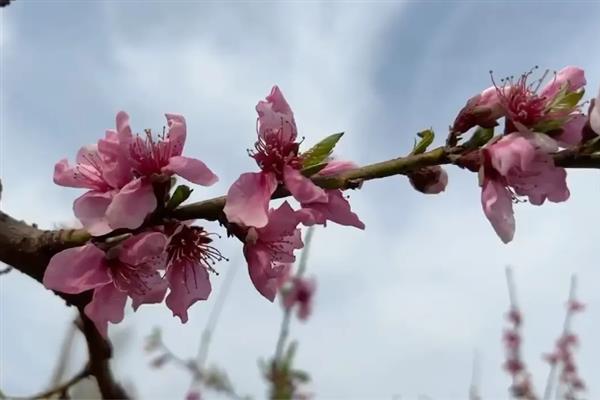 桃花的花朵和叶片哪个先出现，花期过半或即将结束时才会长叶