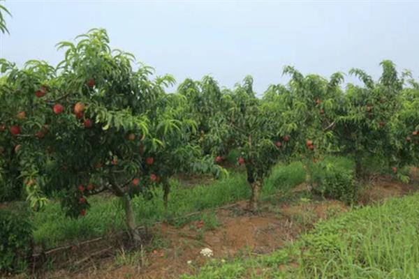 桃花的花朵和叶片哪个先出现，花期过半或即将结束时才会长叶