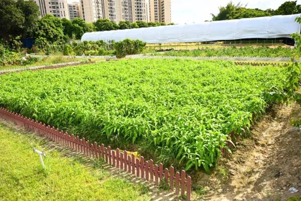 种植空心菜的株行距，保持在15厘米×20厘米左右