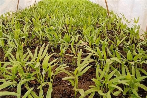 种植空心菜的株行距，保持在15厘米×20厘米左右