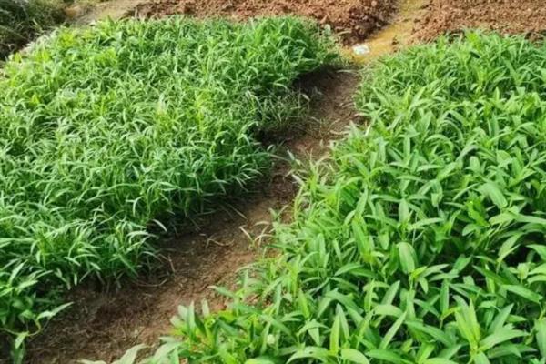 种植空心菜的株行距，保持在15厘米×20厘米左右