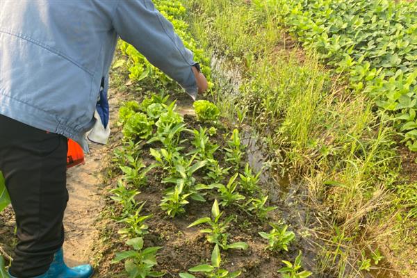种植空心菜的株行距，保持在15厘米×20厘米左右