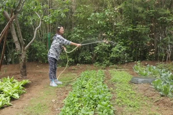 种植空心菜的株行距，保持在15厘米×20厘米左右