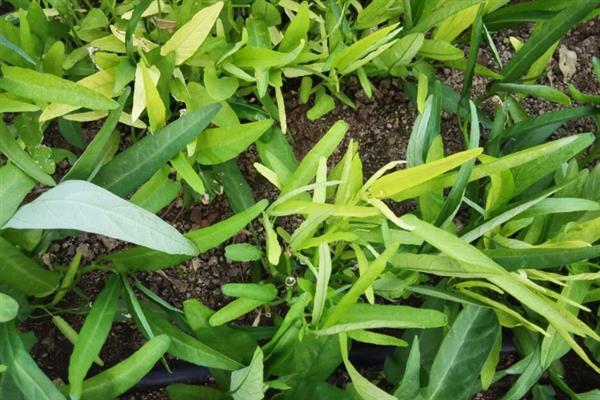 种植空心菜的株行距，保持在15厘米×20厘米左右