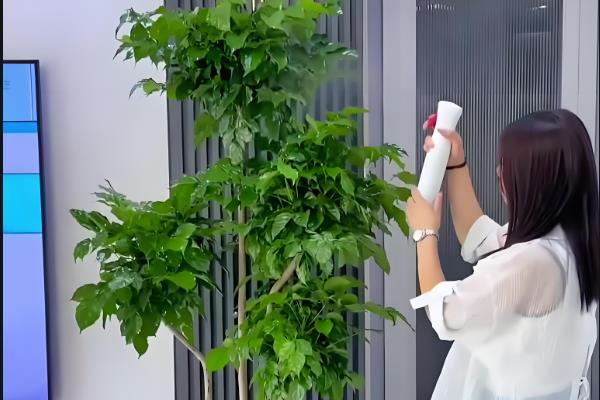幸福树水浇多了如何处理，可将花盆里的土翻一遍