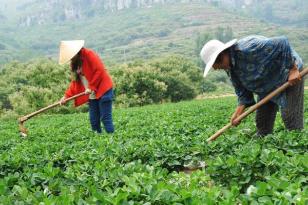 花生开花后过多久会下针，经过15天左右进入下针期