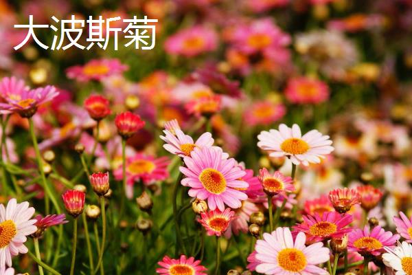 大波斯菊与格桑花有什么区别，品种、株高、花期等方面均不同